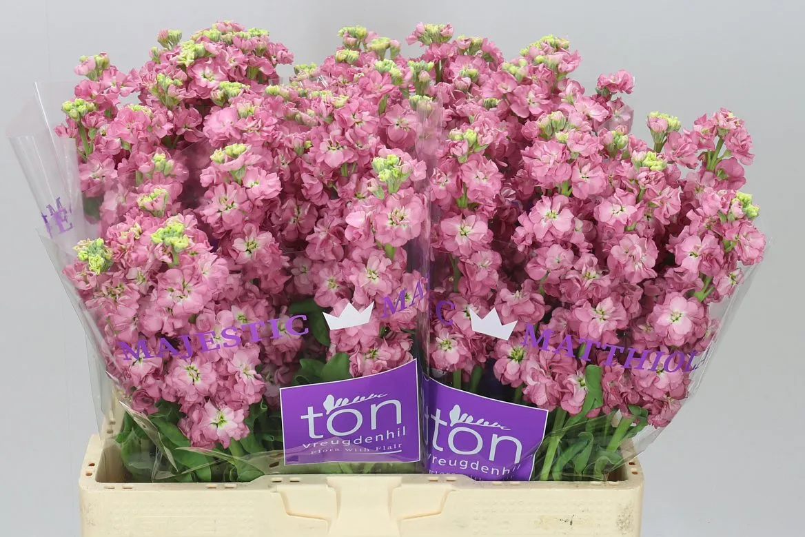 Matthiola Rose Pink • 57 cm