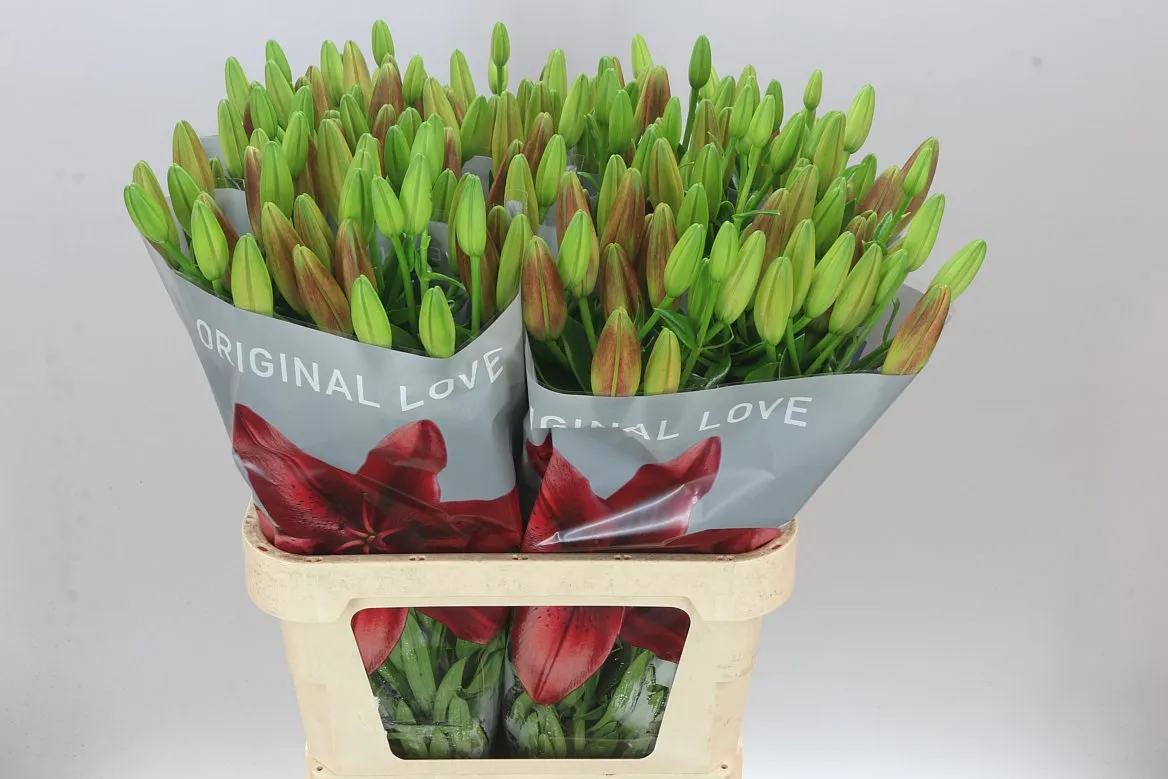 Lil La Original Love • 90 cm