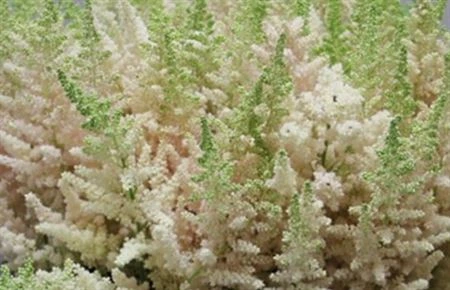 Astilbe Inferno • 60 cm