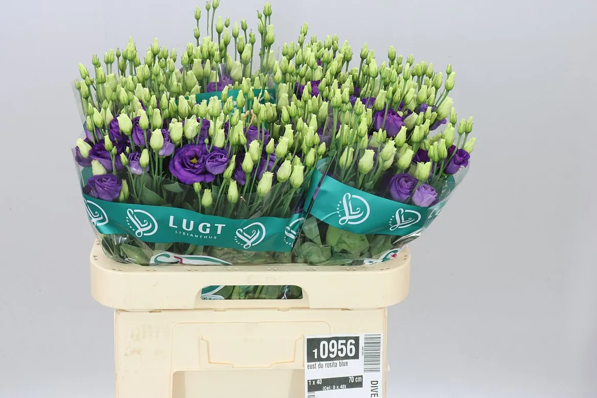 Eustóma plnokvetá Rosita Blue • 70 cm