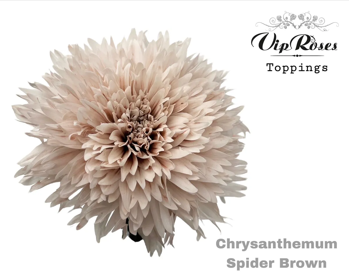 Chryzantéma veľkokvetá Spider Brown • 70 cm