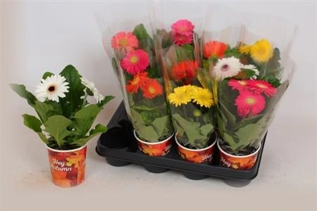 Gerbera C G mix 2+ • črepník 9 cm