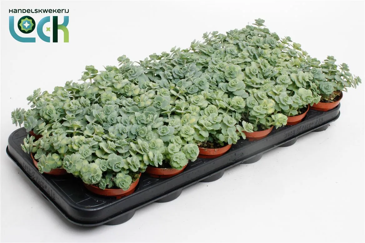 Sedum Siebolii • črepník 8,5 cm