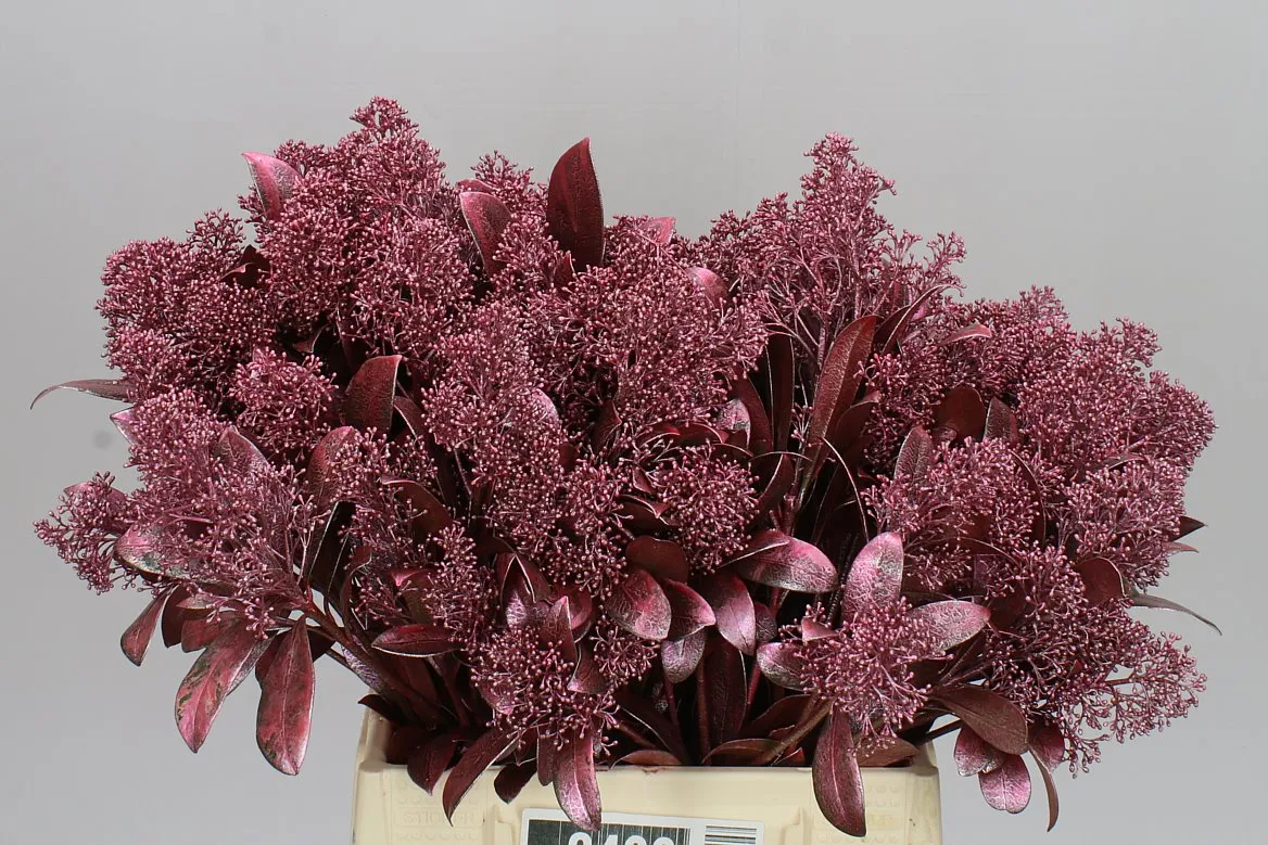 Skimmia farbená Rosé • 45 cm