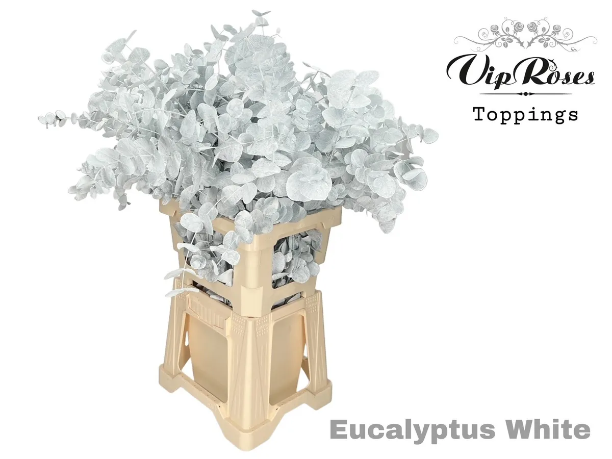 Eukalyptus Cinerea White 300gr • 65 cm