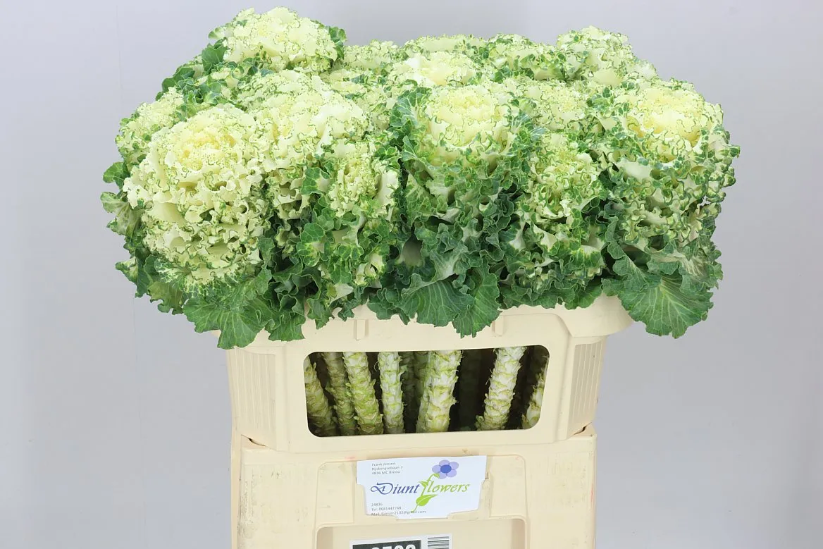 Okrasná kapusta First White • 70 cm