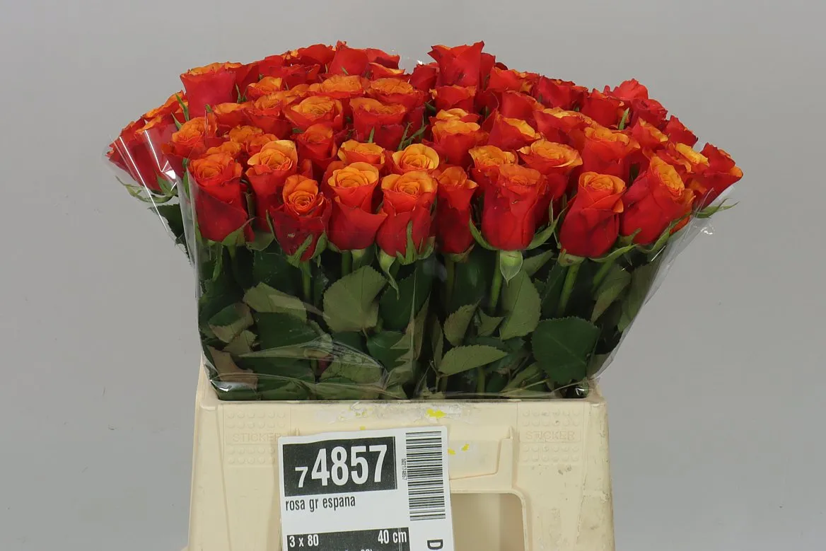 Ruža Espana • 40 cm