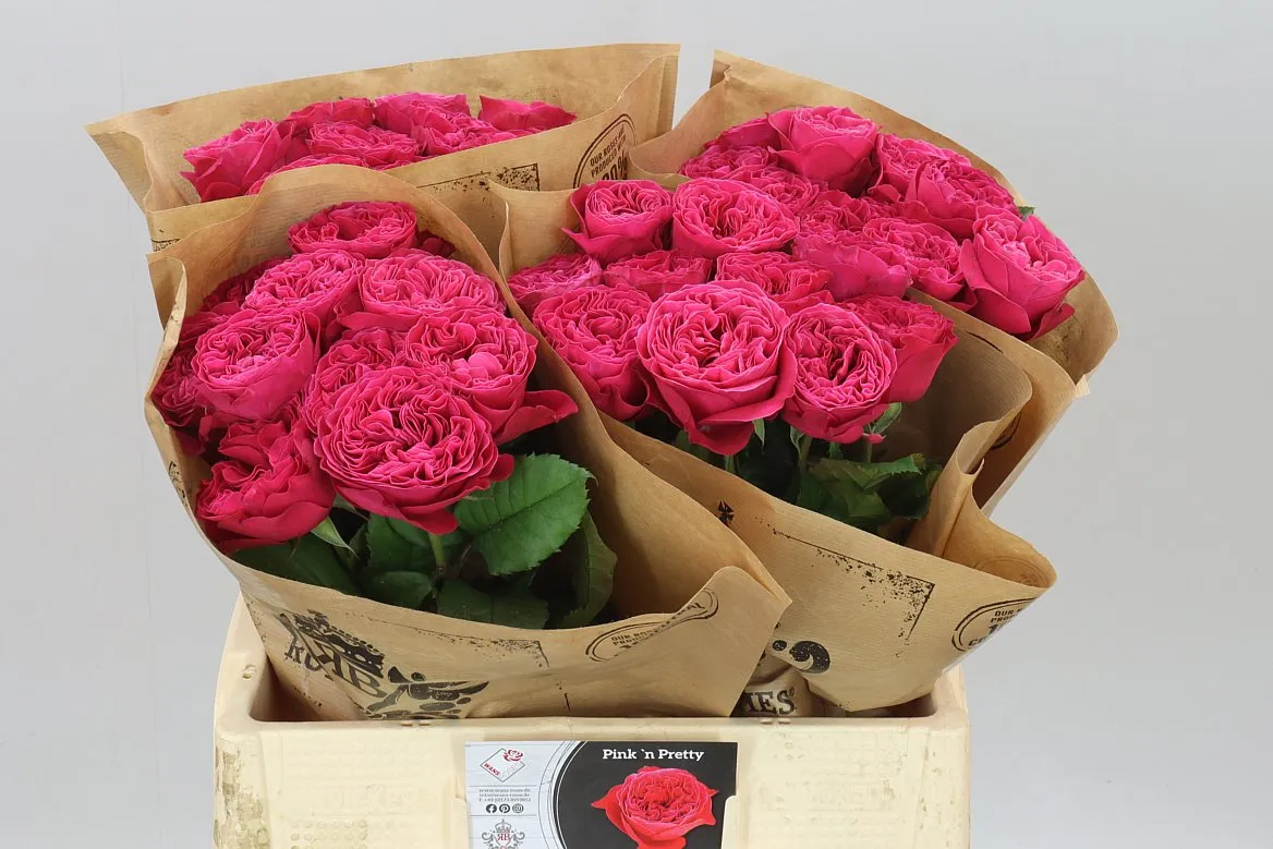 Rosa Gar Pink & Pretty • 60 cm