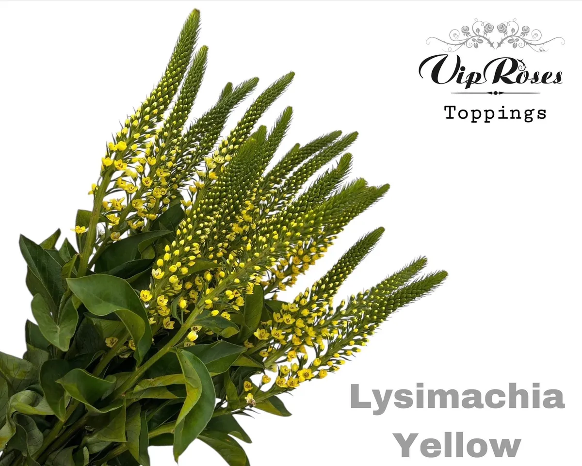 Lysimachia Yellow • 70 cm
