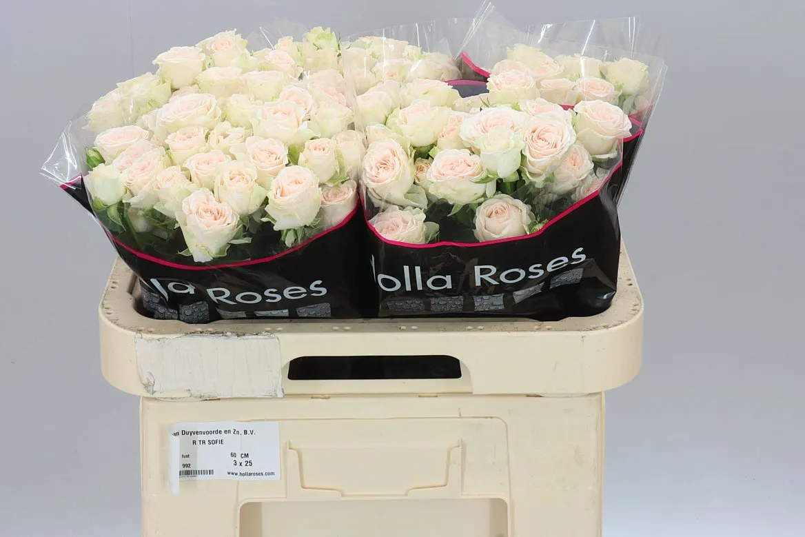 Ruža trsová Sofie X5 • 60 cm
