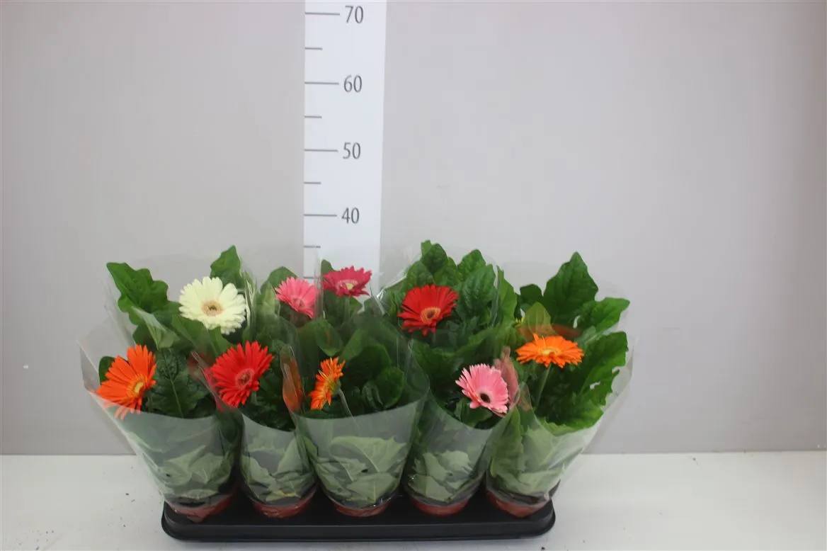 Gerbera mix 1+ A2 • črepník 12 cm
