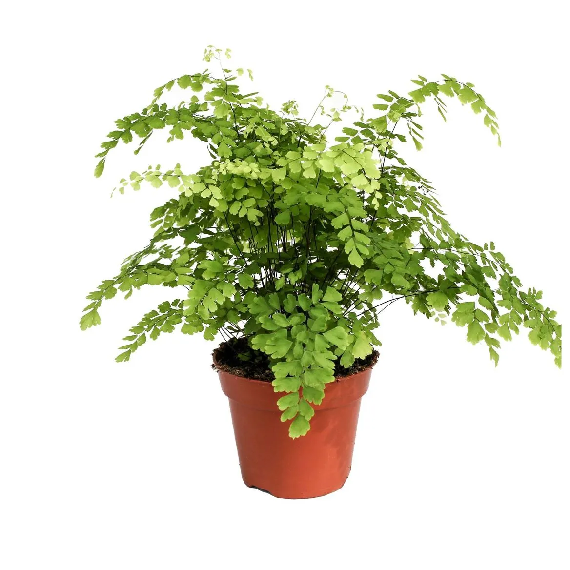 Adiantum Ra Fragrans • črepník 17 cm