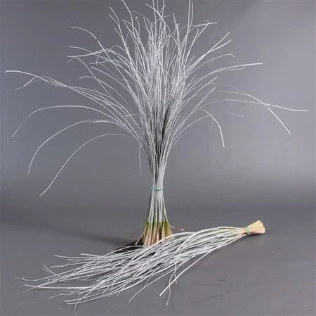 Beregras White • 60 cm