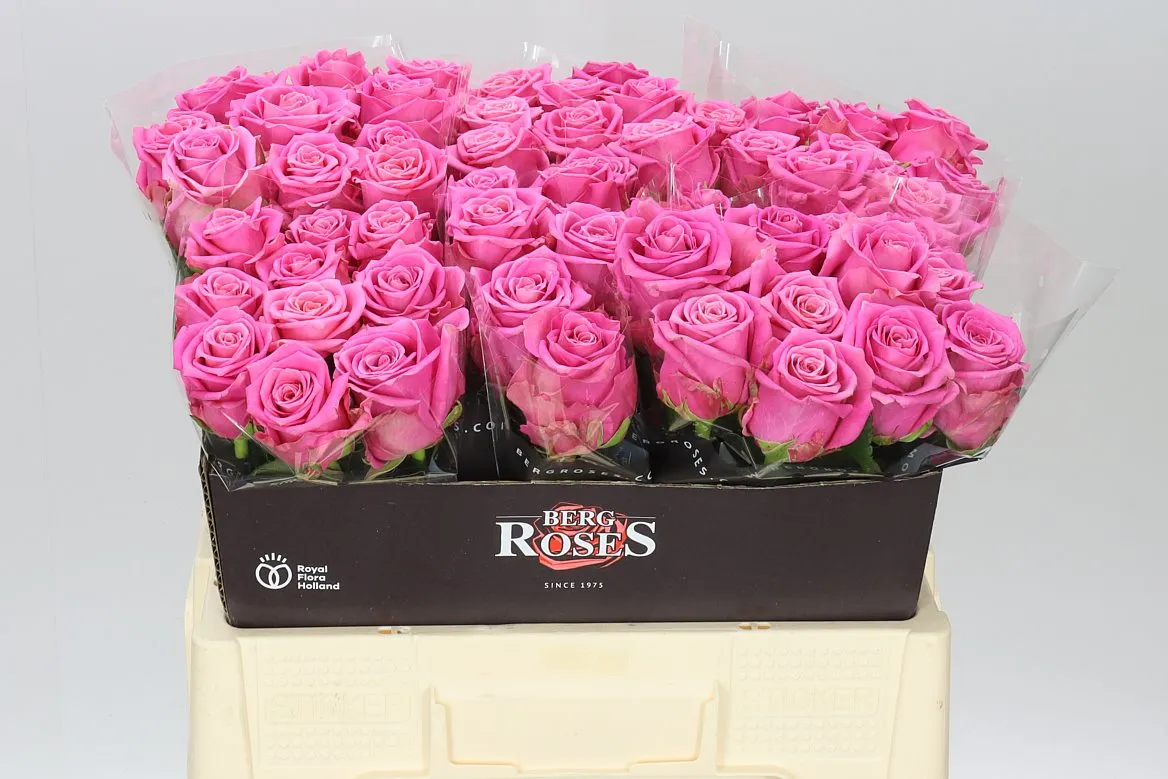 Rosa Gr Charlotte • 55 cm