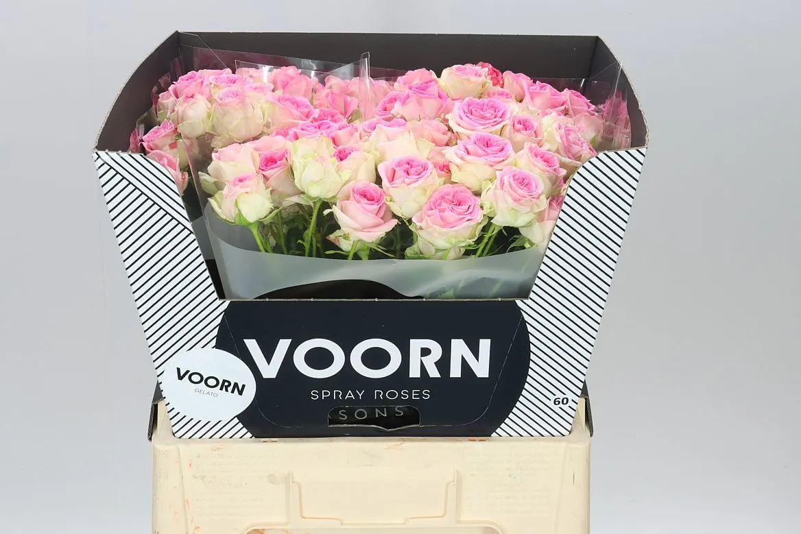 Rosa Tr Gelato • 60 cm