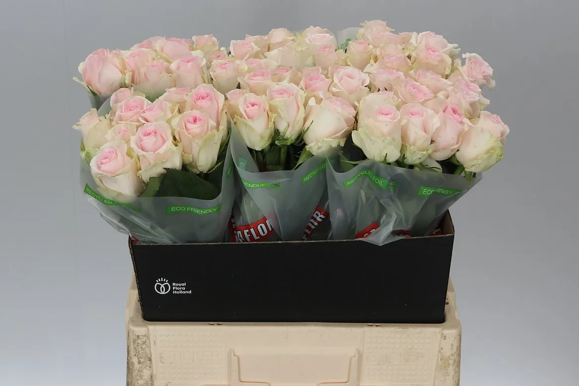 Ruža Sweet Revival • 60 cm