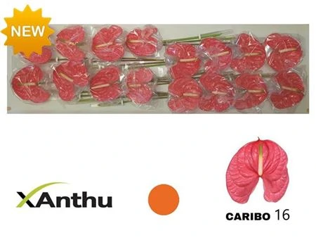 Antúrium Caribo
