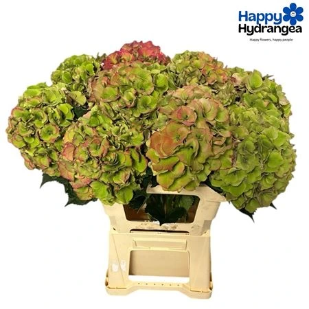 Hortenzia Palace Classic • 65 cm