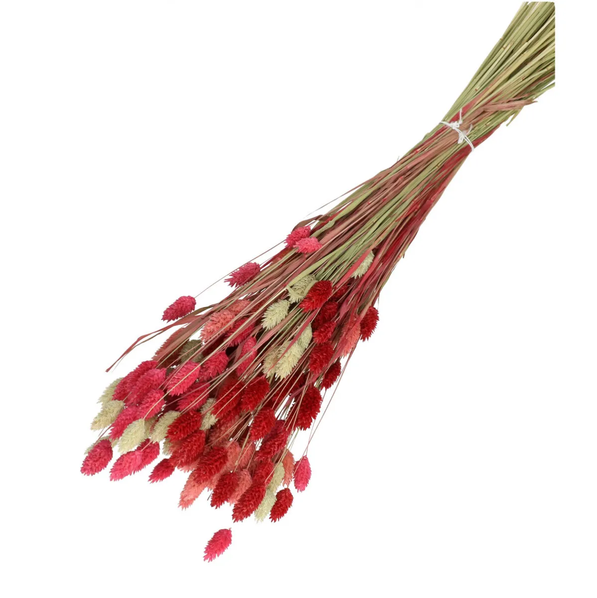 Sušená lesknica ružová, mix 65 cm, 175 g
