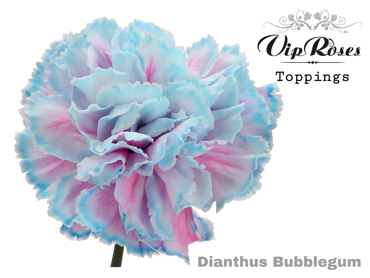 Karafiát Bubblegum • 60 cm