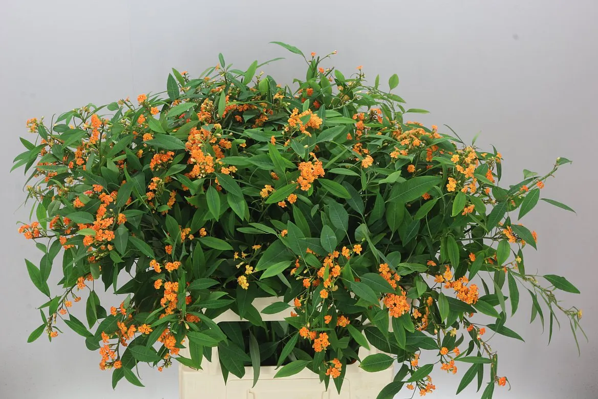 Euphorbia F T Sunstream • 80 cm