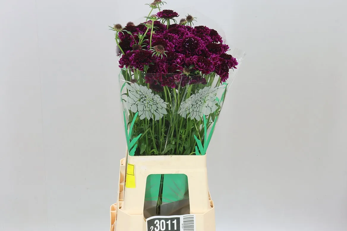 Scabiosa Atr Red Velvet Scoop • 65 cm