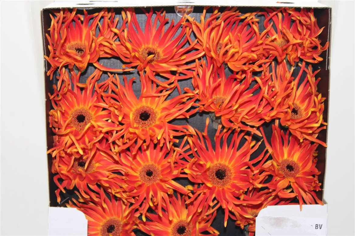 Gerbera Diamond Pasta Lindya • 55 cm