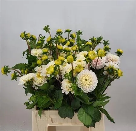 Dahlia Light Wizz Of Oz • 50 cm
