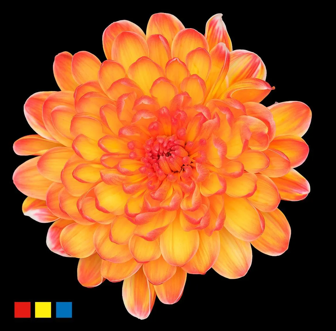Chryzantéma trsová Altaj Moonshine • 70 cm