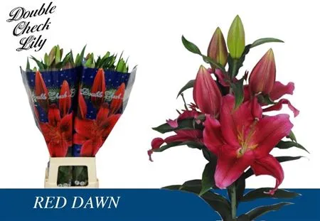 Ľalia orientálna Red Dawn • 100 cm