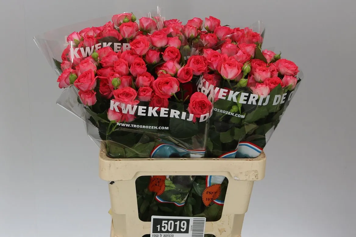 Rosa Tr Apricio • 60 cm