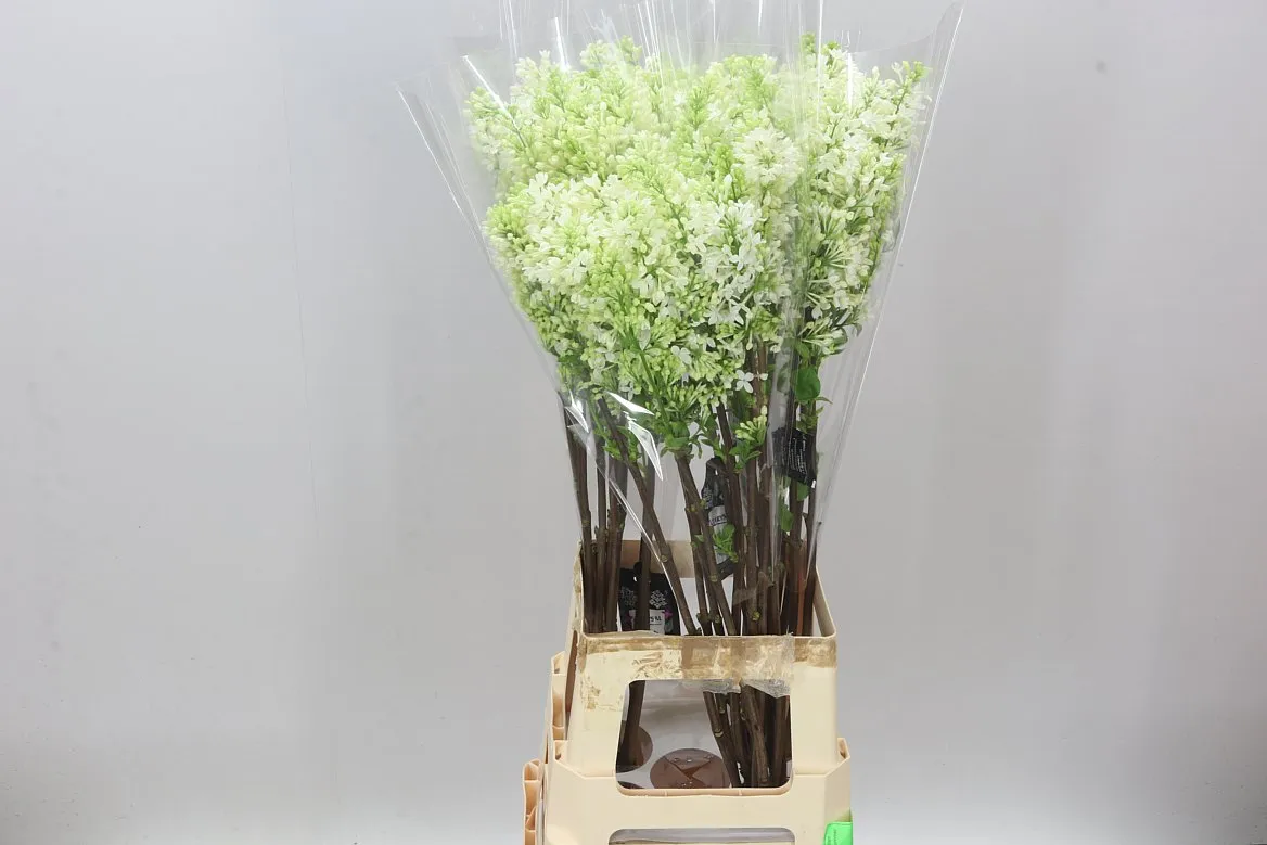 Syringa V Engler Weissen Traum • 80 cm