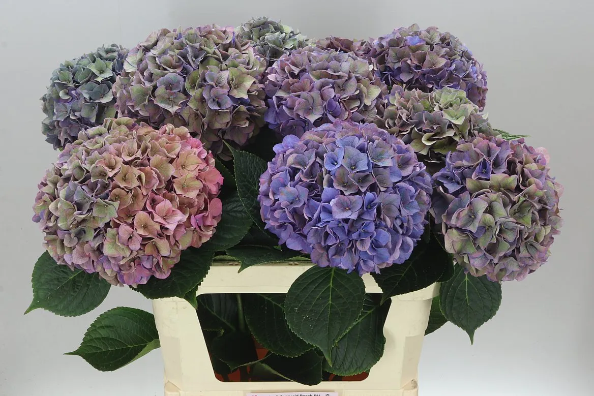 Hydrangea Rodeo Purple Classic • 80 cm