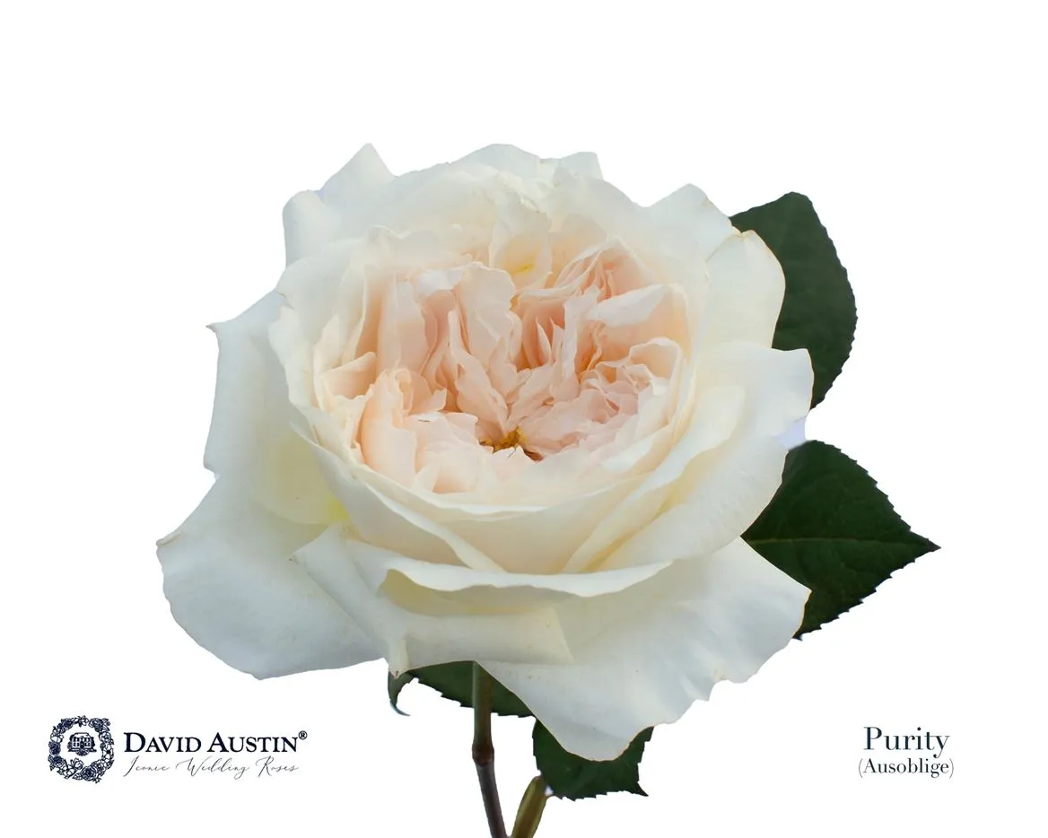 Ruža záhradná Austin Purity • 50 cm