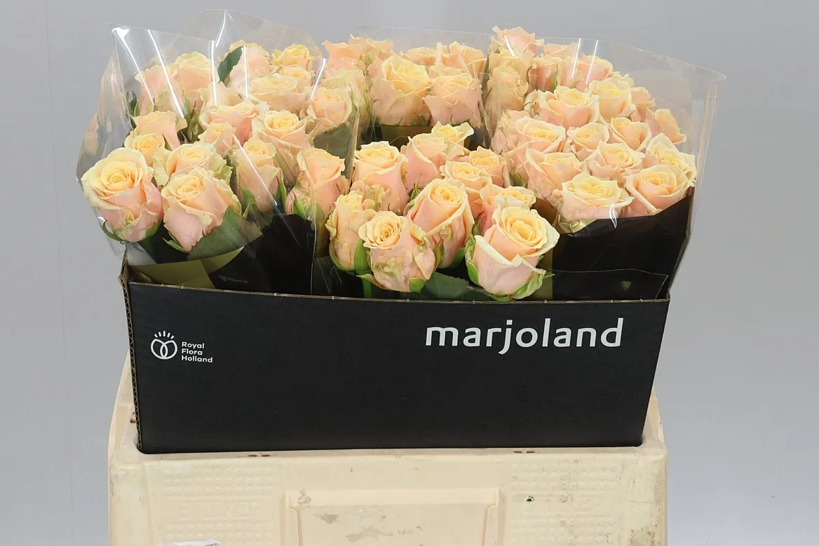 Rosa Gr Bellini! • 55 cm