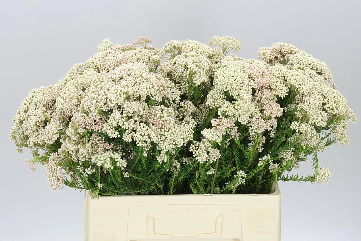 Ozothamus Light Pink Spray • 60 cm