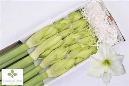 Hipp Casablanca • 75 cm