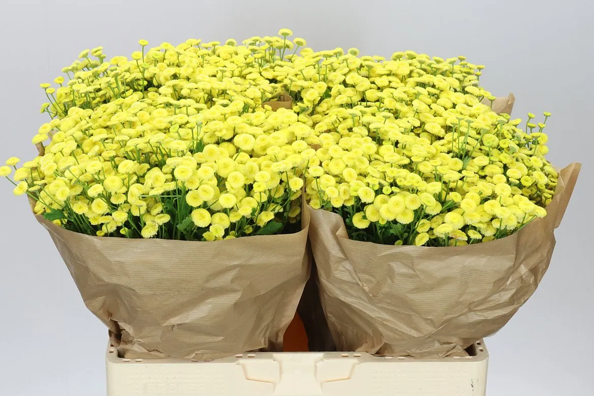 Tanacetum Pa Amazone • 60 cm