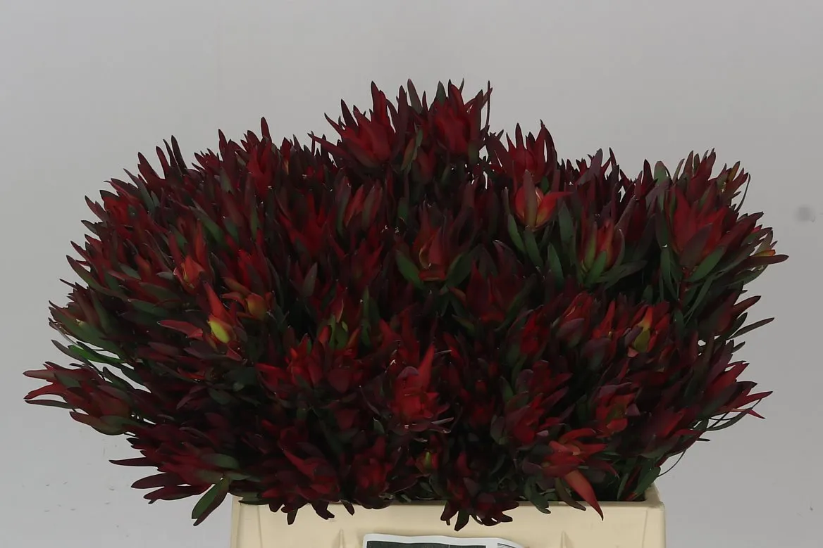 Leucadendron Sal Blush Spray • 40 cm
