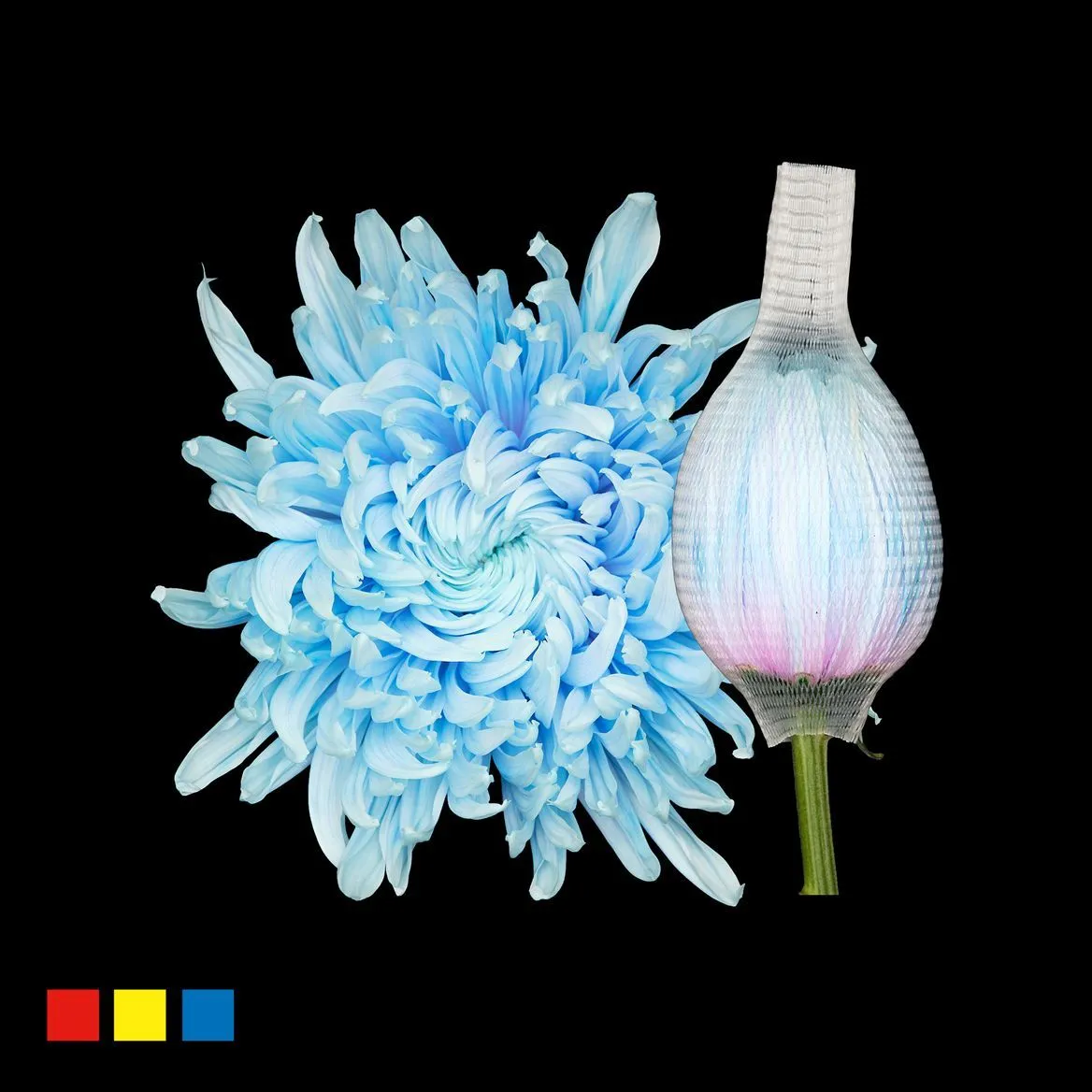 Chryzantéma veľkokvetá Stravina Delfts Blue • 70 cm