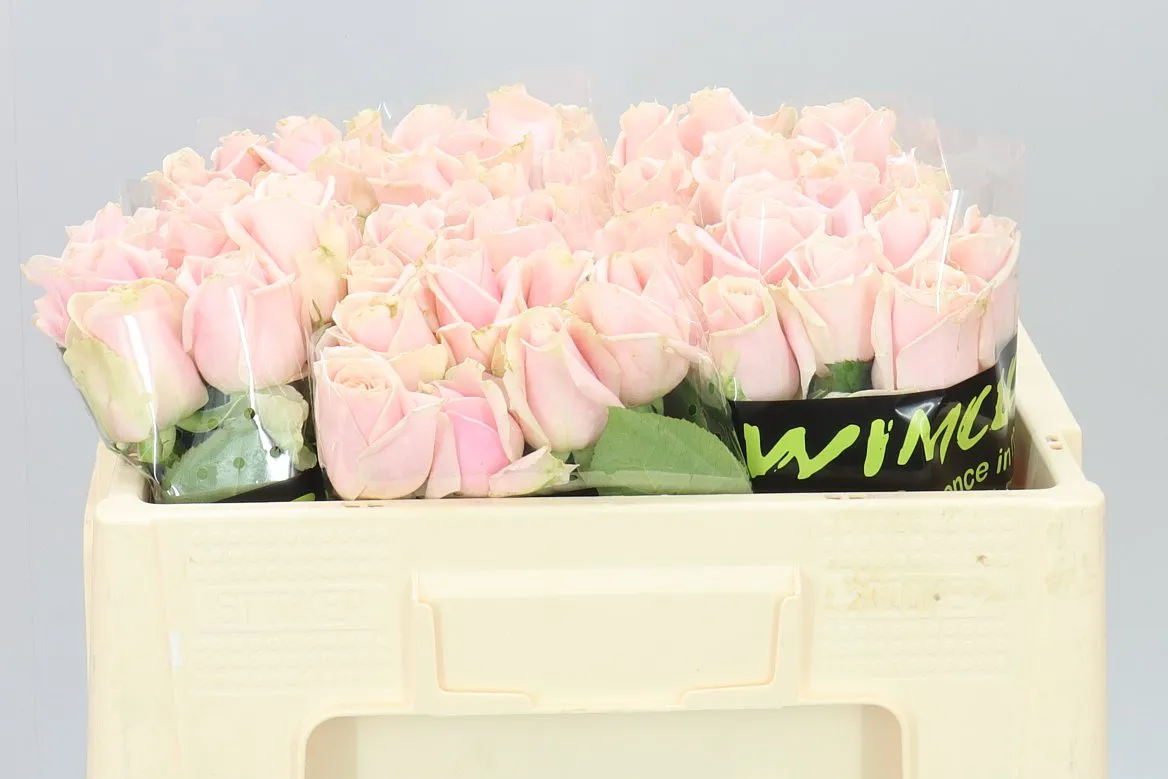 Rosa Gr Sweet Avalanche • 40 cm