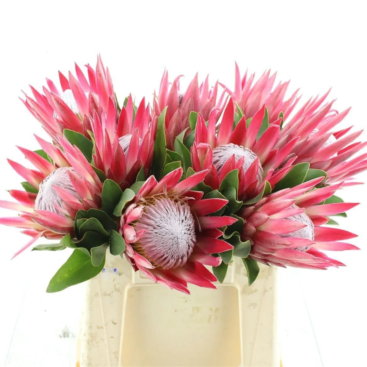 Protea Madiba • 40 cm