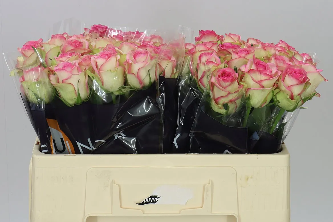Rosa Gr Bloosz • 50 cm