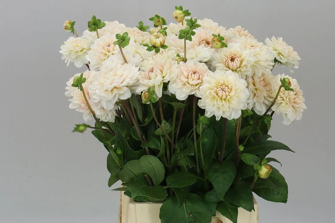 Georgína Blush Pink • 60 cm