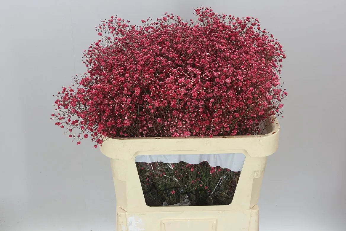 Gypsofila Xlence farbená Crimson • 80 cm
