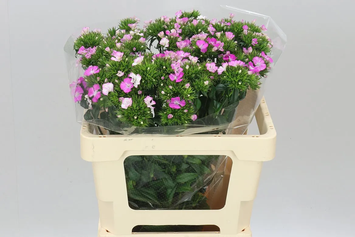 Di Barb Amazon Rose • 55 cm