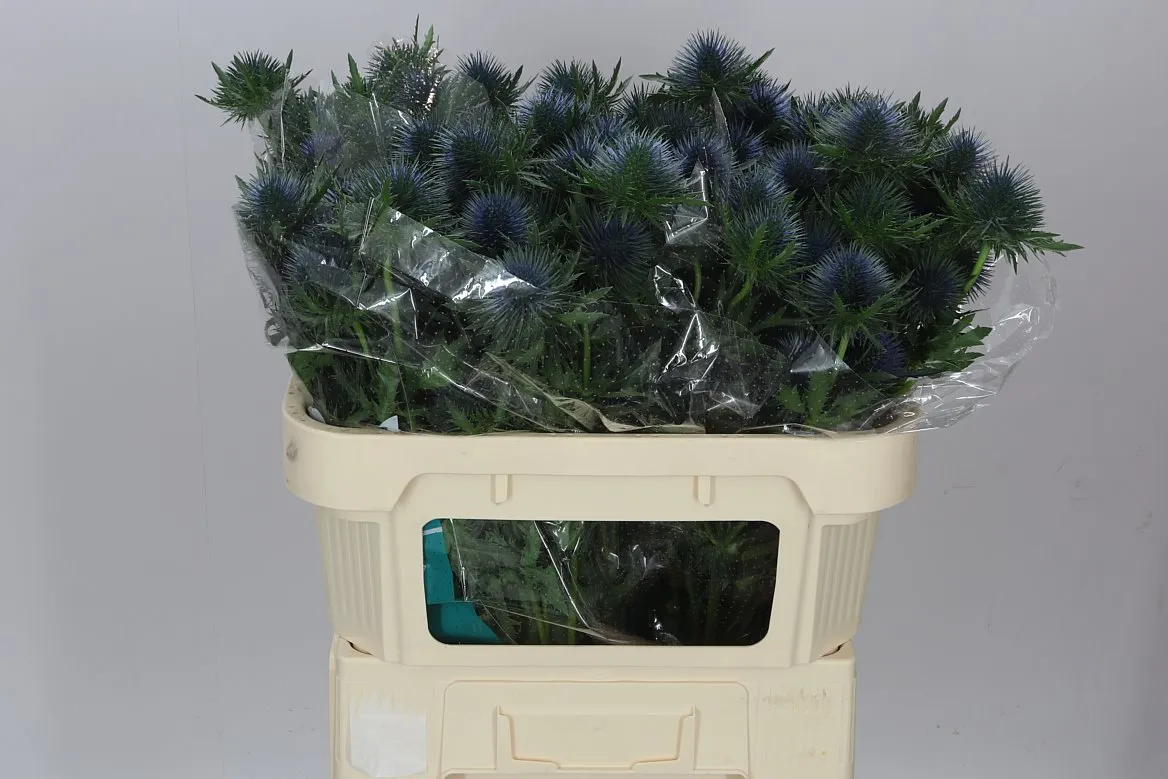 Eryngium Magnet • 70 cm
