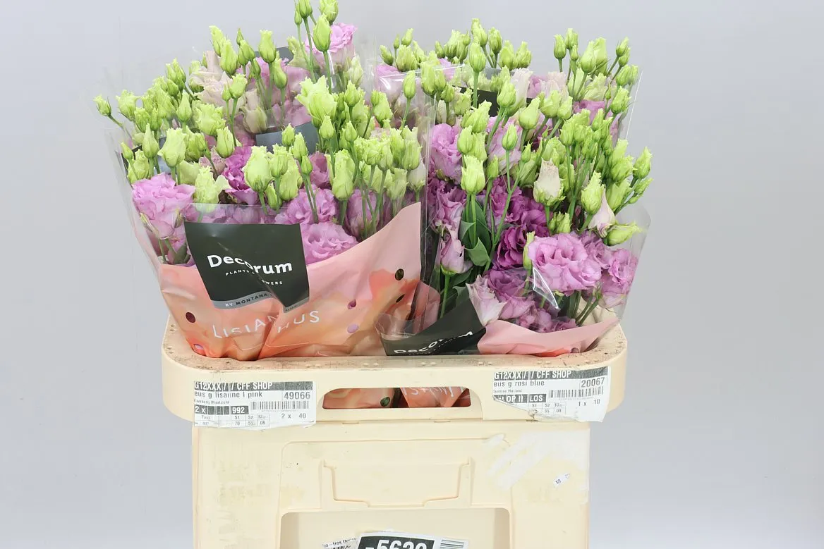 Eust Du Celeb Grape • 70 cm
