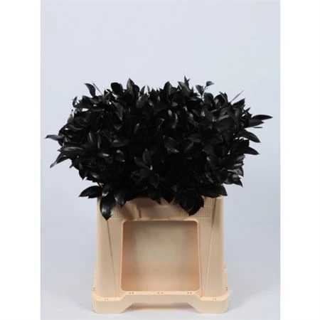 Ruskus farbený Black • 60 cm