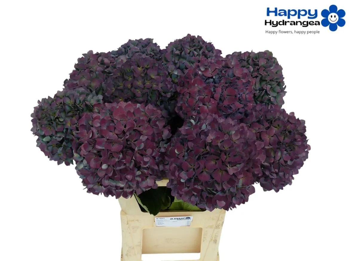 Hortenzia Pimpernel Classic • 90 cm